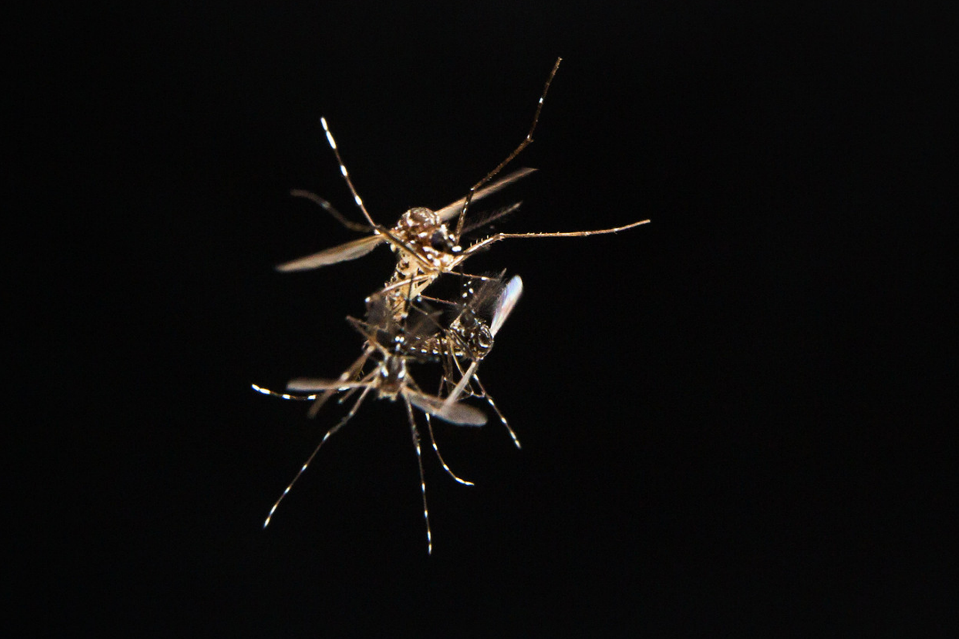 Mating In Mosquito Swarms Wur 0987